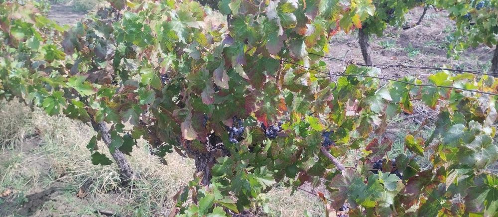 Продавам лозе сорт Каберне гр.Поморие