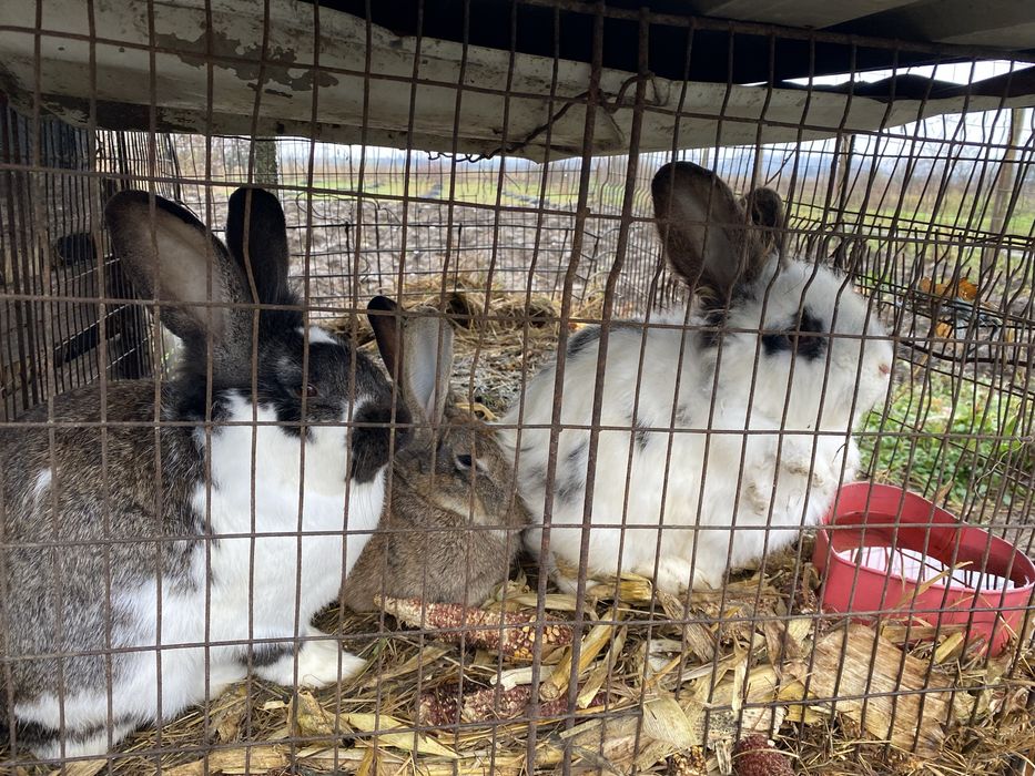 vand/schimb iepuroici