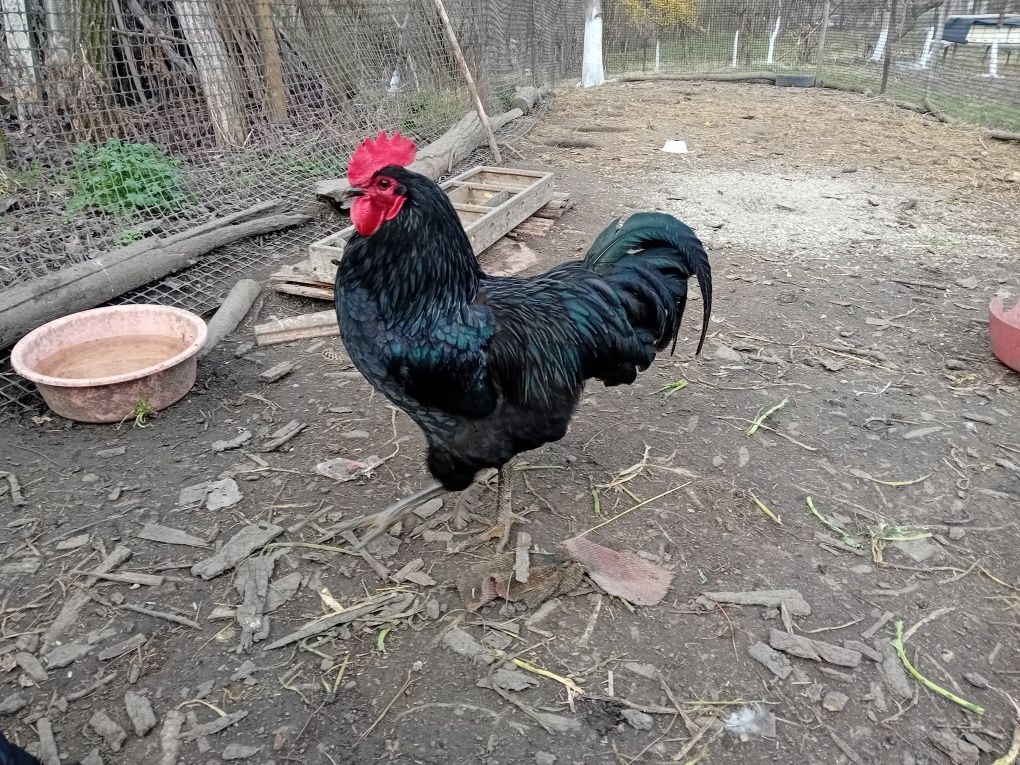 Vând cocoşi australorp