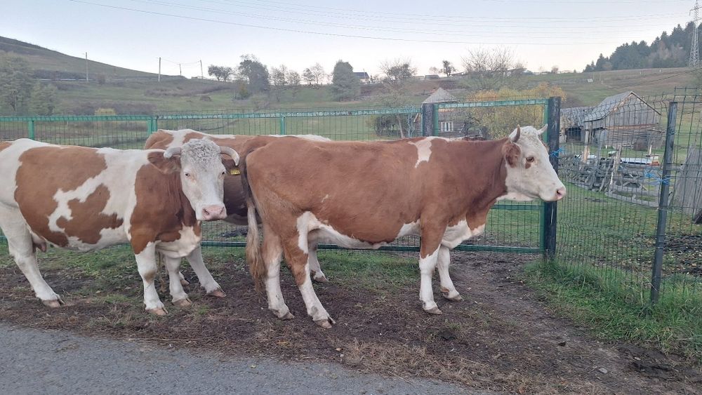 Vând două vaci de lapte