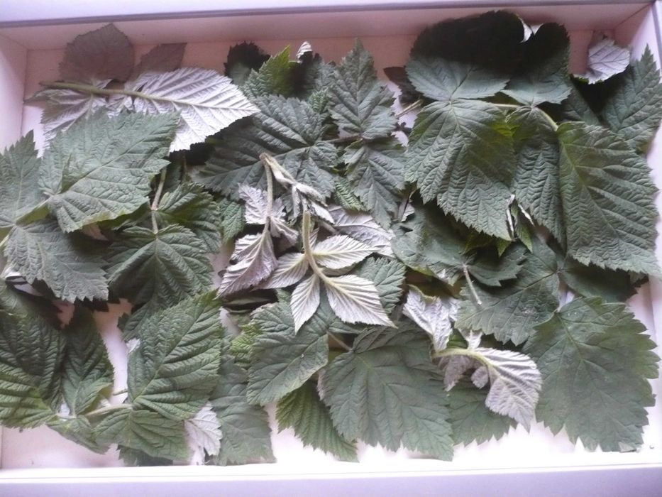 Сушеные листья малины для чая