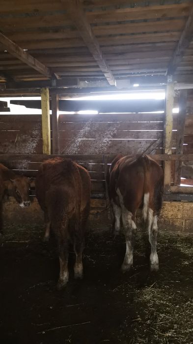 Vand 2 tauri de rasa