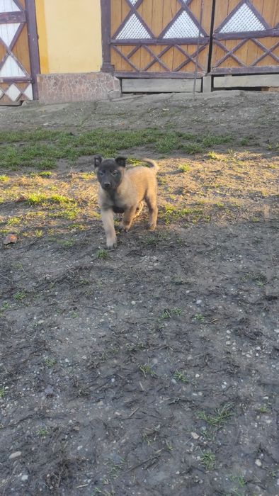 Donez pui Ciobanesc belgian malinois