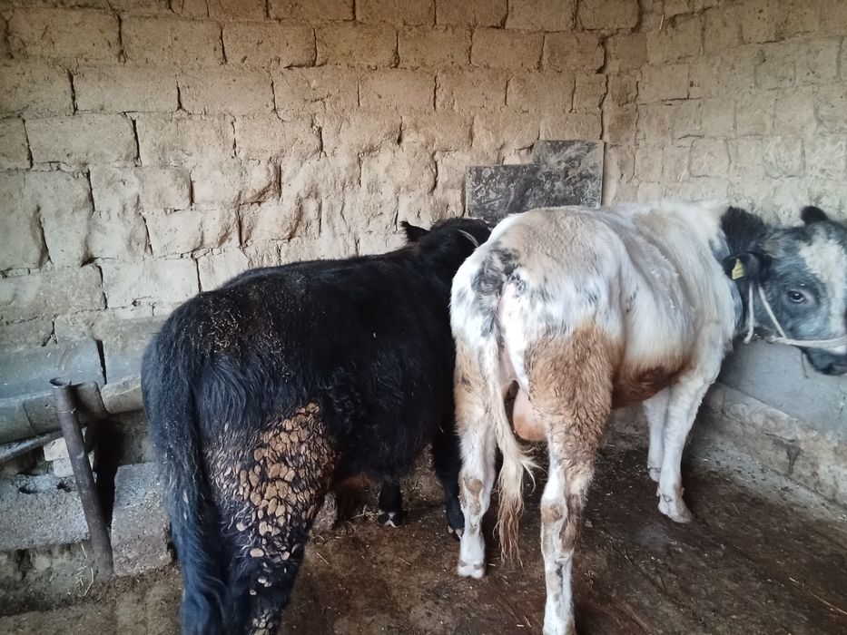 Буха сатылады екеуы бағасы баска