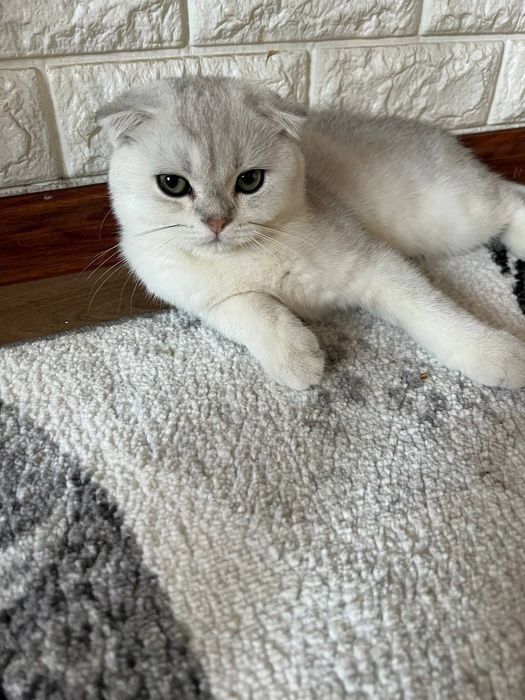 Scotish fold serebro mushuk sotiladi
Og’il bola
(5 oyli) 
Ko’zlari