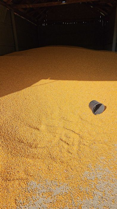 Porumb boabe recolta 2025