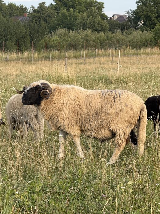 Berbec breaz foarte frumos