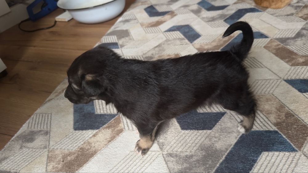 Отдам щенка Бесплатно