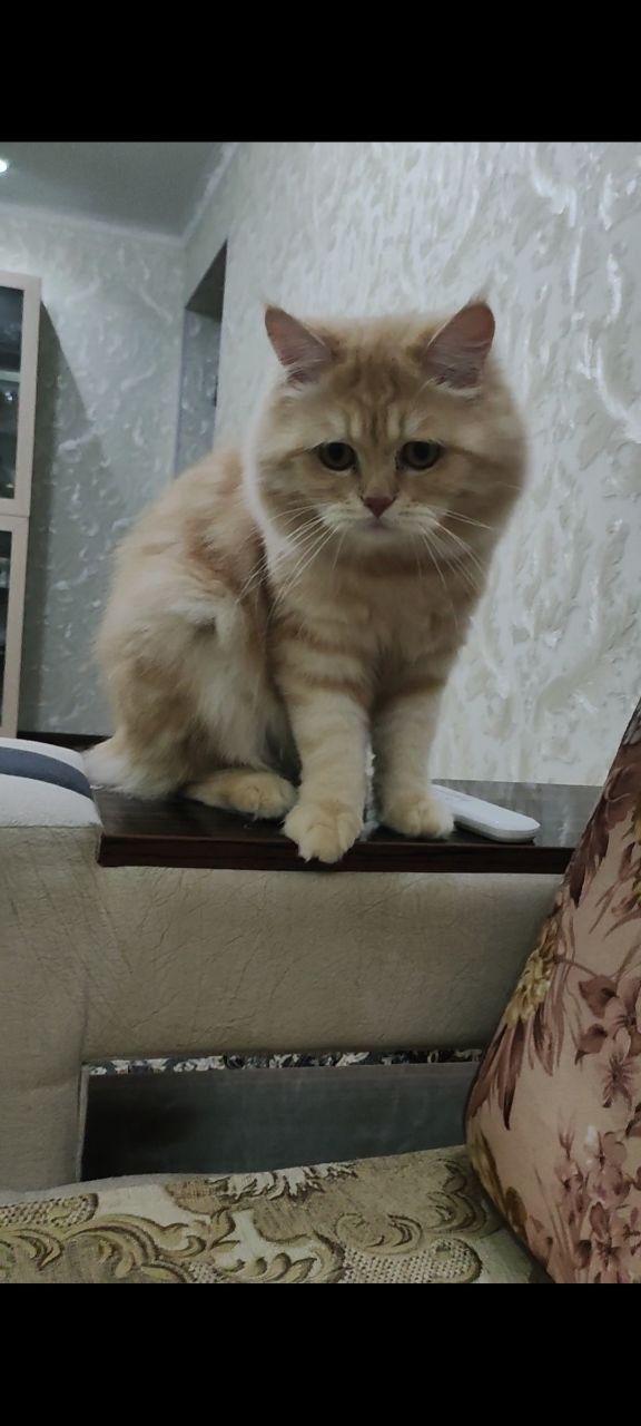 Продается кот породистый срочно