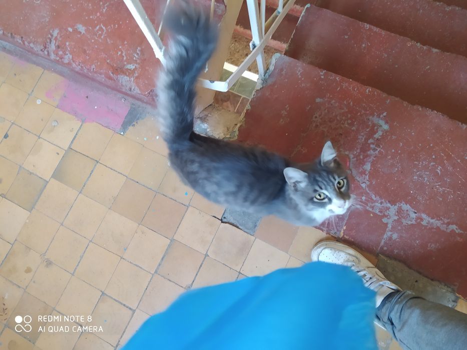 Котёнок бесплатно в добрые руки