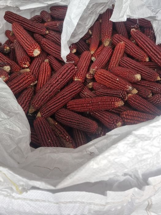 Vand porumb rosu pentru porumbei