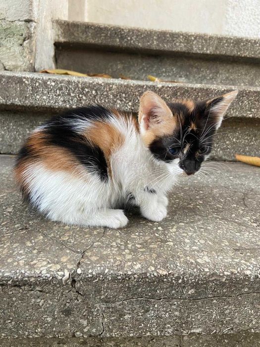 2 pisicute si 1 motanel