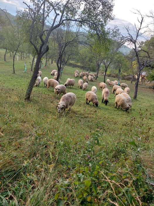 Vând oi,Berbeci,noatini