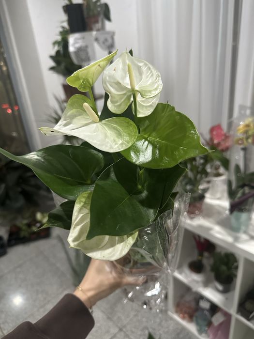 Мужское счастье. Антуриум. Домашнее растение. Цветок