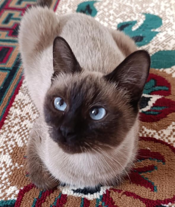 Отдам в добрые руки