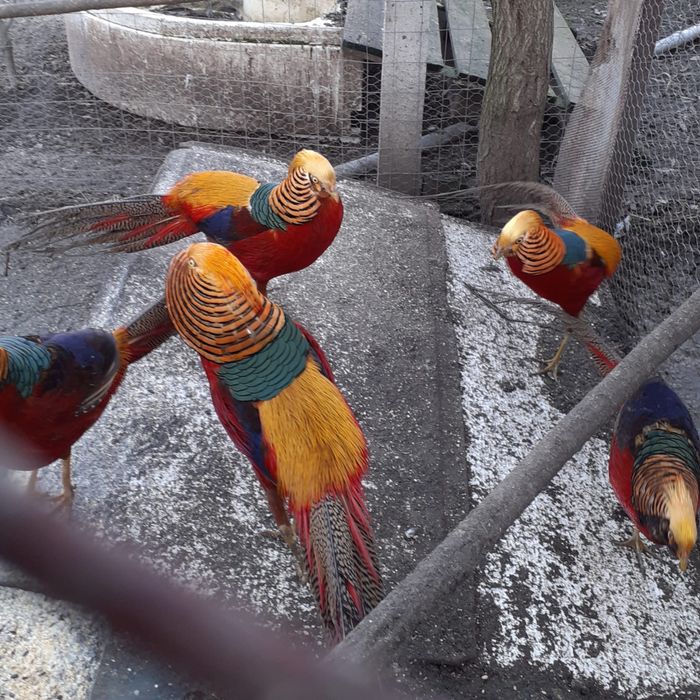 Fazani, rațe, papagali