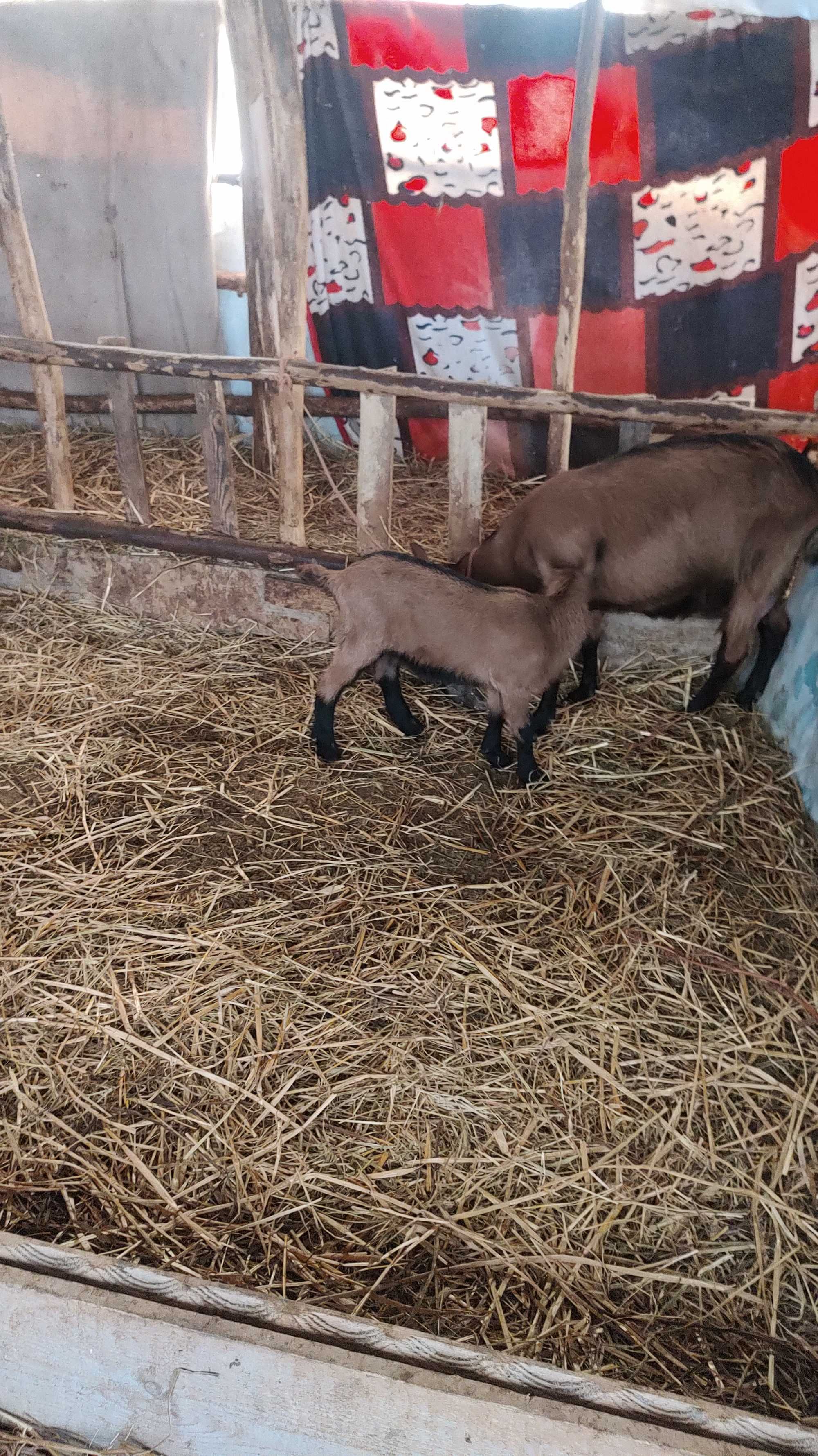 Vând țap alpin francez șut genetic