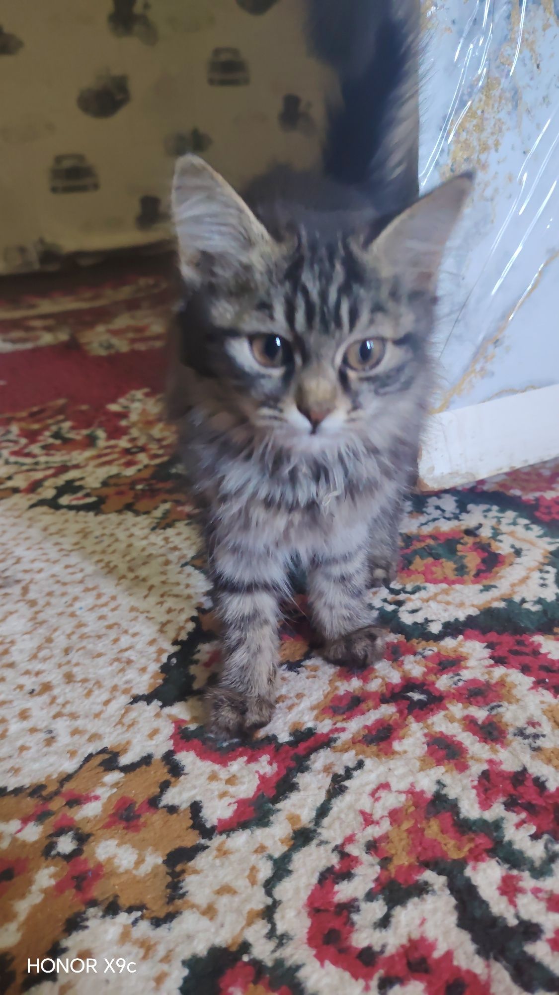 Mushuk urg'ochi sibir 2ta