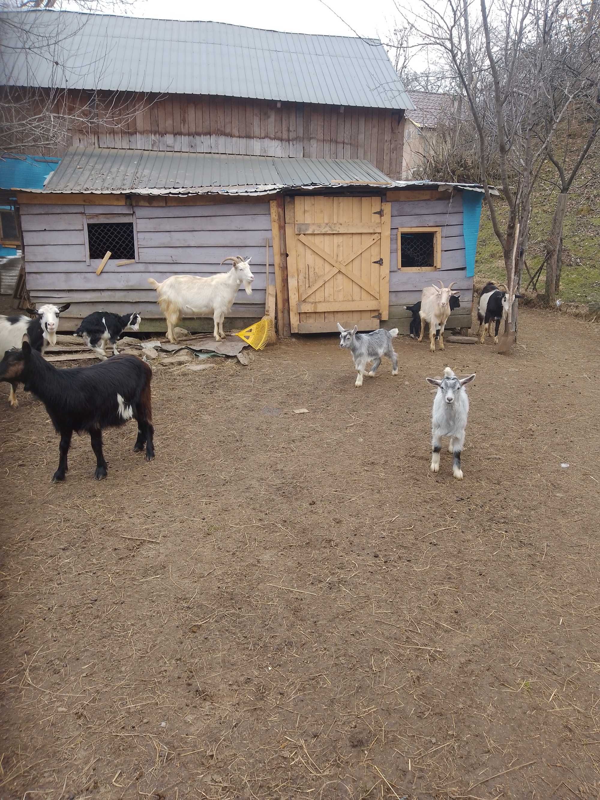 Capre și țapi de vanzare