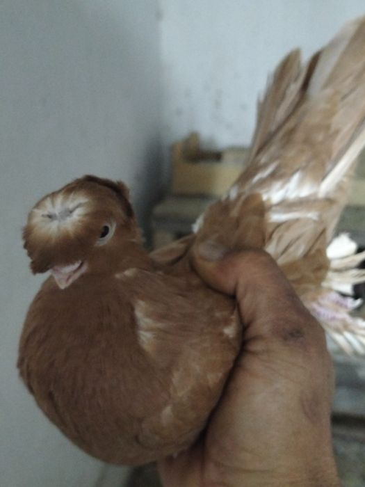 Срочно продаю...