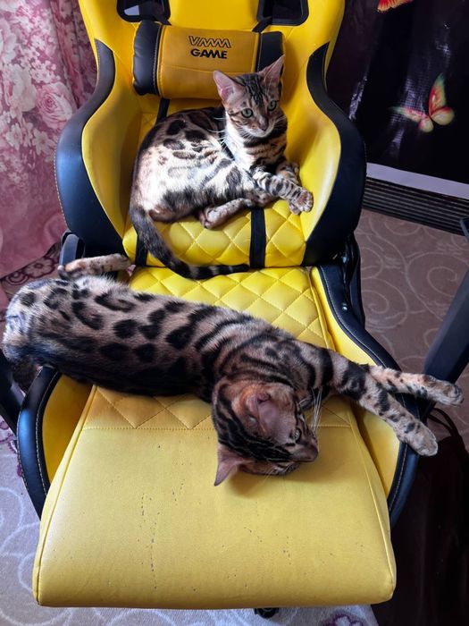 Чистокровный бенгал для вязки