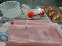 Cusca hamster porcusor de guineea cu accesorii