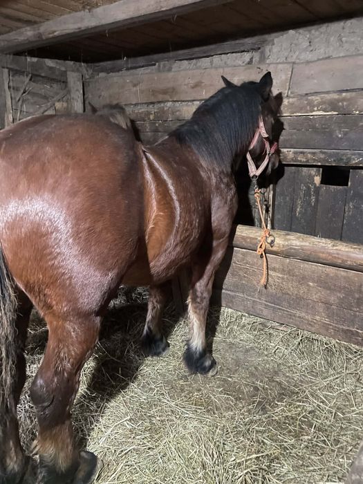 Vand 3 manji de un an si 3 luni