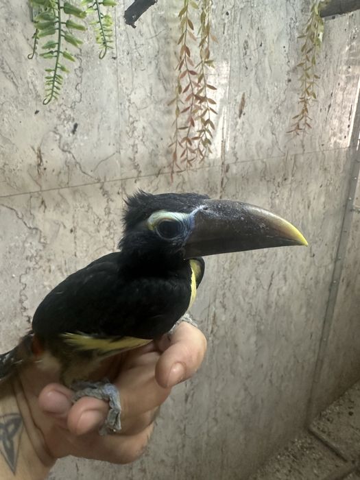 Arasari verde,mierle indiene