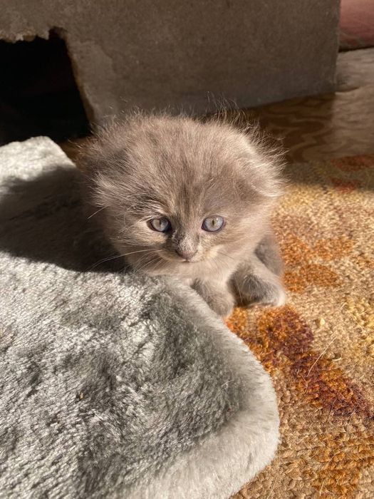 Срочно продаются котята