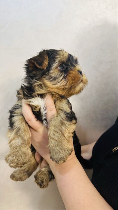 Предлогаются к продаже породистые малыши йоркширский терьер