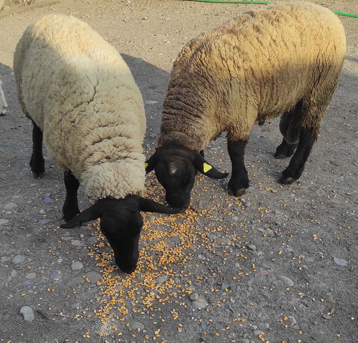 Suffolk de vanzare