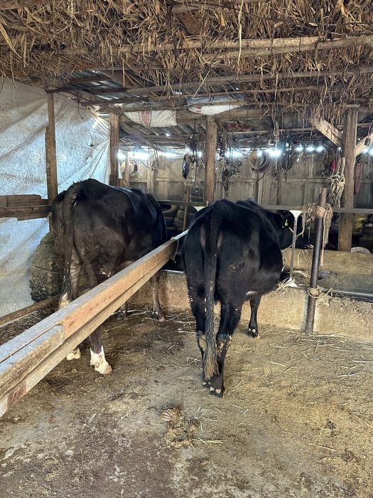 Гунажинлар сотилади