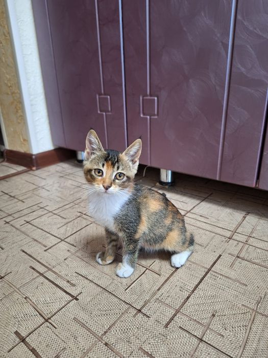 Отдадим кошку в добрые руки