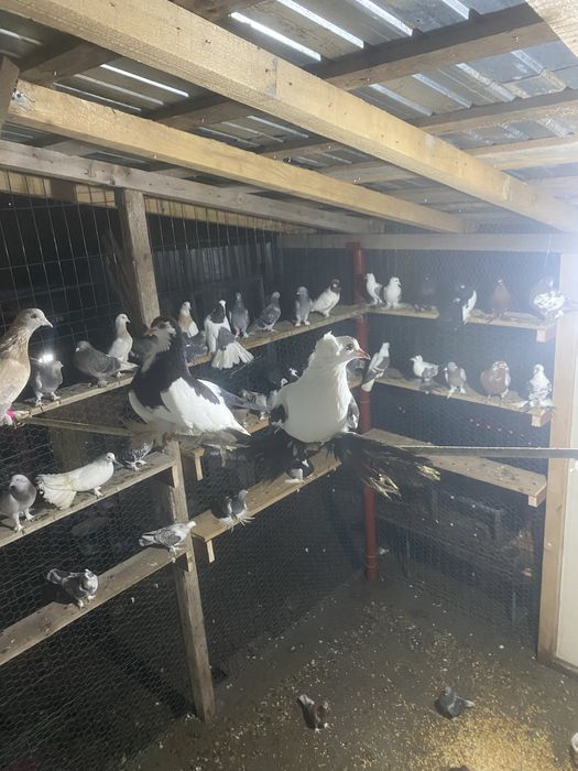 Vand diferite rase de porumbei