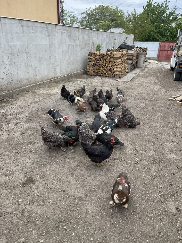 Oua de gaina/rață consum/incubat