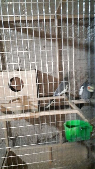 Карела сотилади 1 пар рабочи