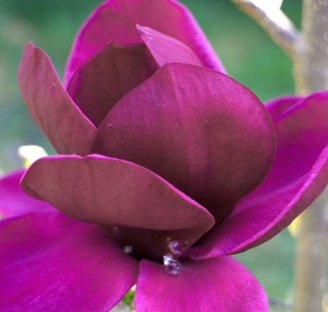 Magnolia Black Tulip