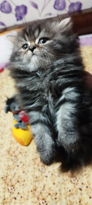 Персийски котенца