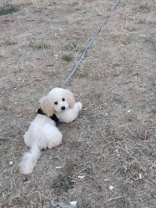 Той Пудел игрив и любвеобилен