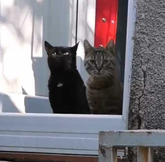 Pisici pentru adoptie