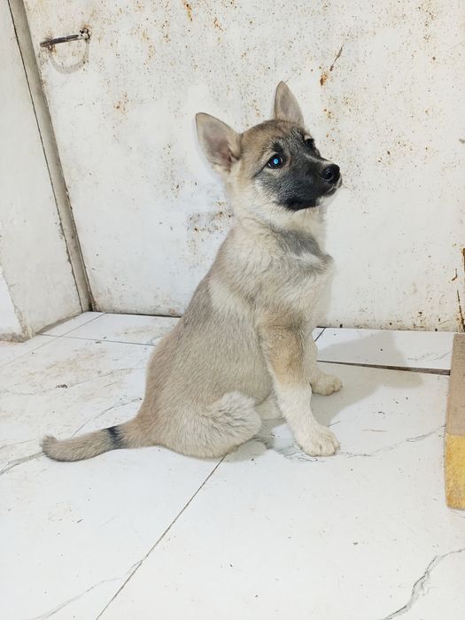 Шенок ЗСЛ и ВСЛ чистокровный