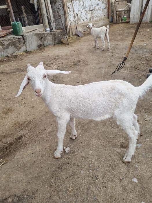 Ешкі сатылады нубинский