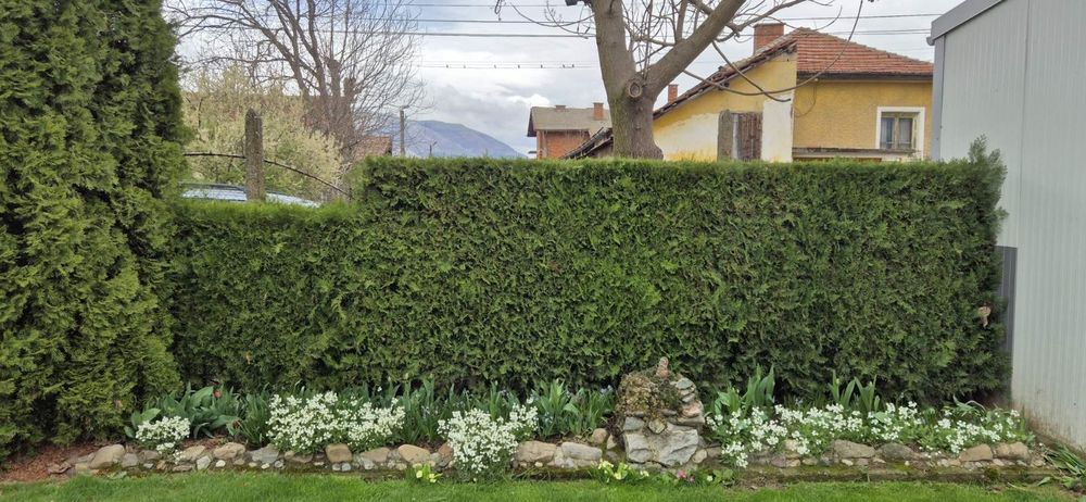 ТУЯ ИЗТОЧНА Висока 1.5м+