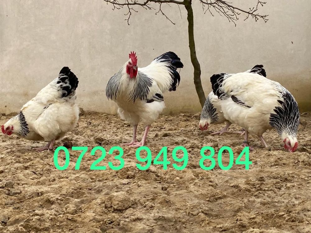Oua de incubat pui mici Plymouth La Bresse Brahma HD Sussex Marans