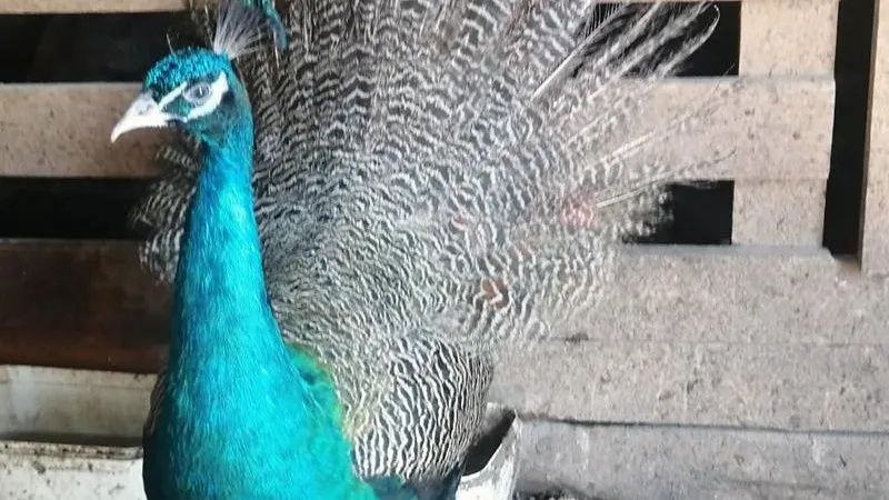 Продаются павлины.