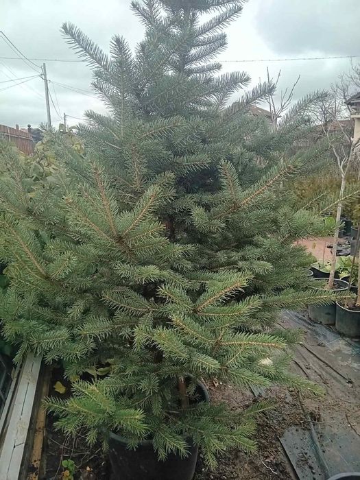 Продавам живи саксий с елхи коренната система 2 годишна която ще за