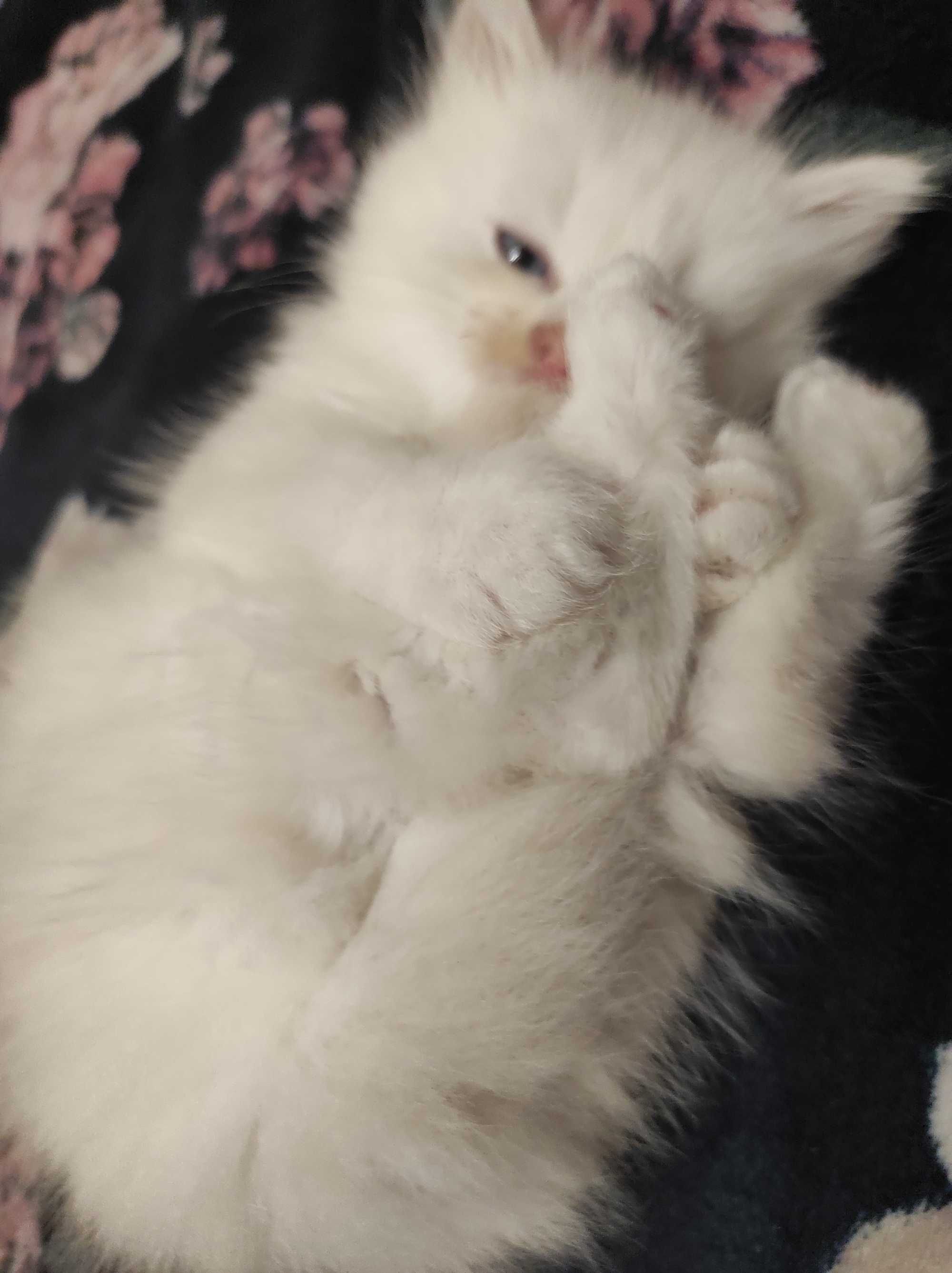 Персийско коте със сини очи