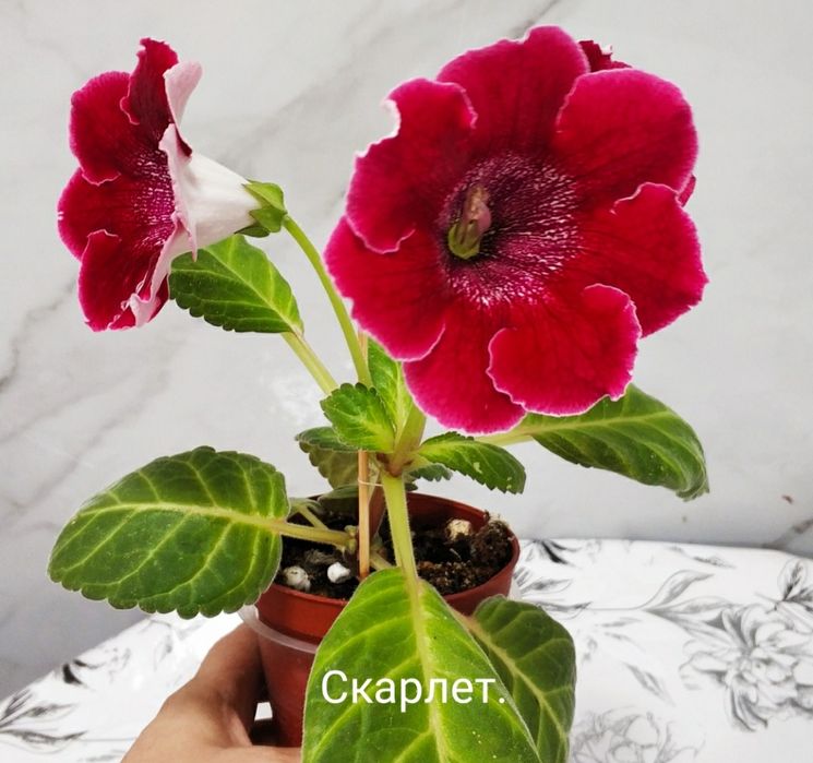 Укоренённые листочки глоксиний