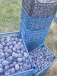 Prune soiul stanley si soiul blue free