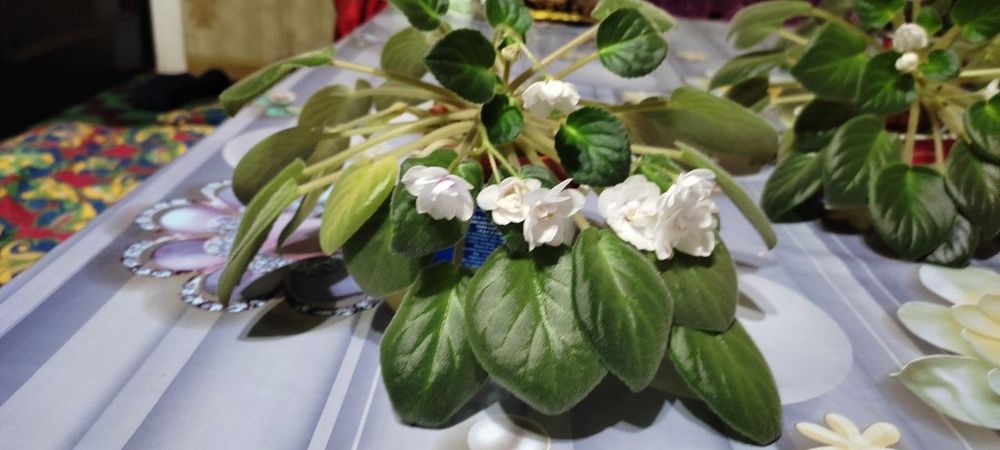 Fialka hona gullari boshqa turdagilari xam mavjud